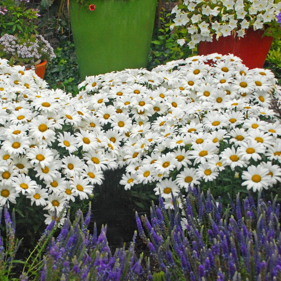 Leucanthemum Amazing Daisies® DAISY MAY Shasta Daisy from Hoffie Nursery