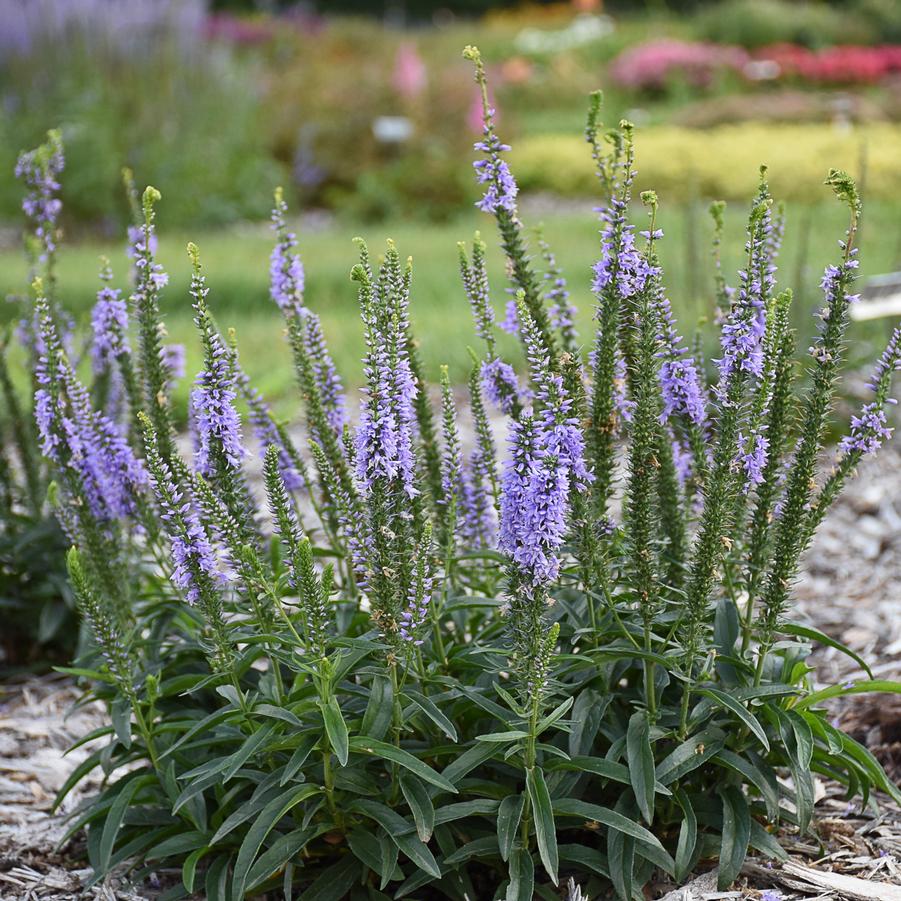 Veronica 'Ever After' Speedwell from Hoffie Nursery