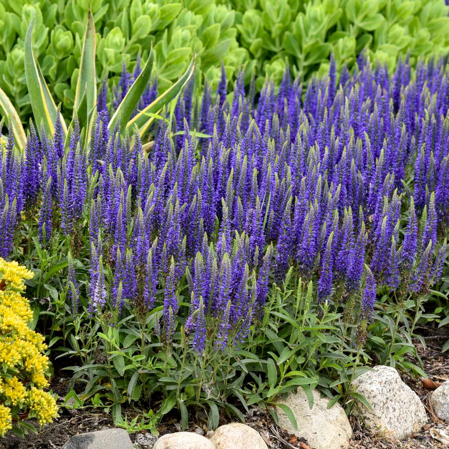 Veronica MAGIC SHOW® 'Wizard of Ahhs' Spike Speedwell from Hoffie Nursery