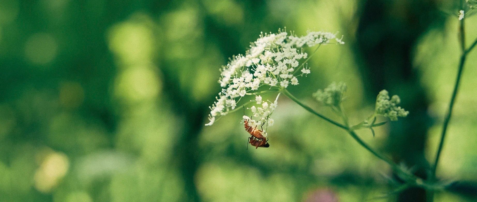 Steinbock Zero Tenuta J. Hofstätter