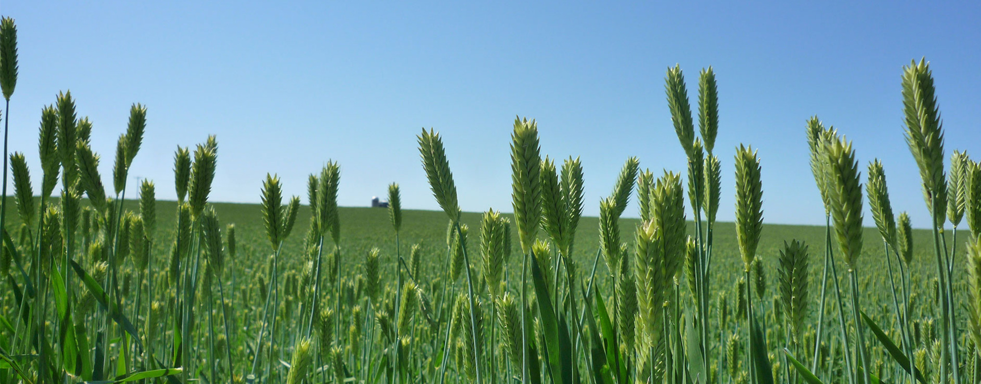 Hogans® Agency, Inc. Chestertown, MD Insurance Agents Maryland