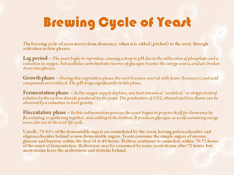 Hogtown Brewers/Beer Recipe Formulation Yeast/Slide10