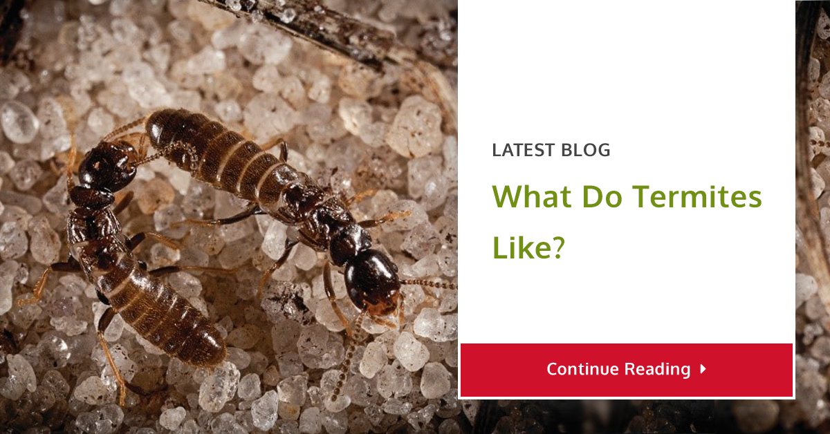What Attracts Termites to Your Home Holder's Pest Solutions Pest Control and Extermination