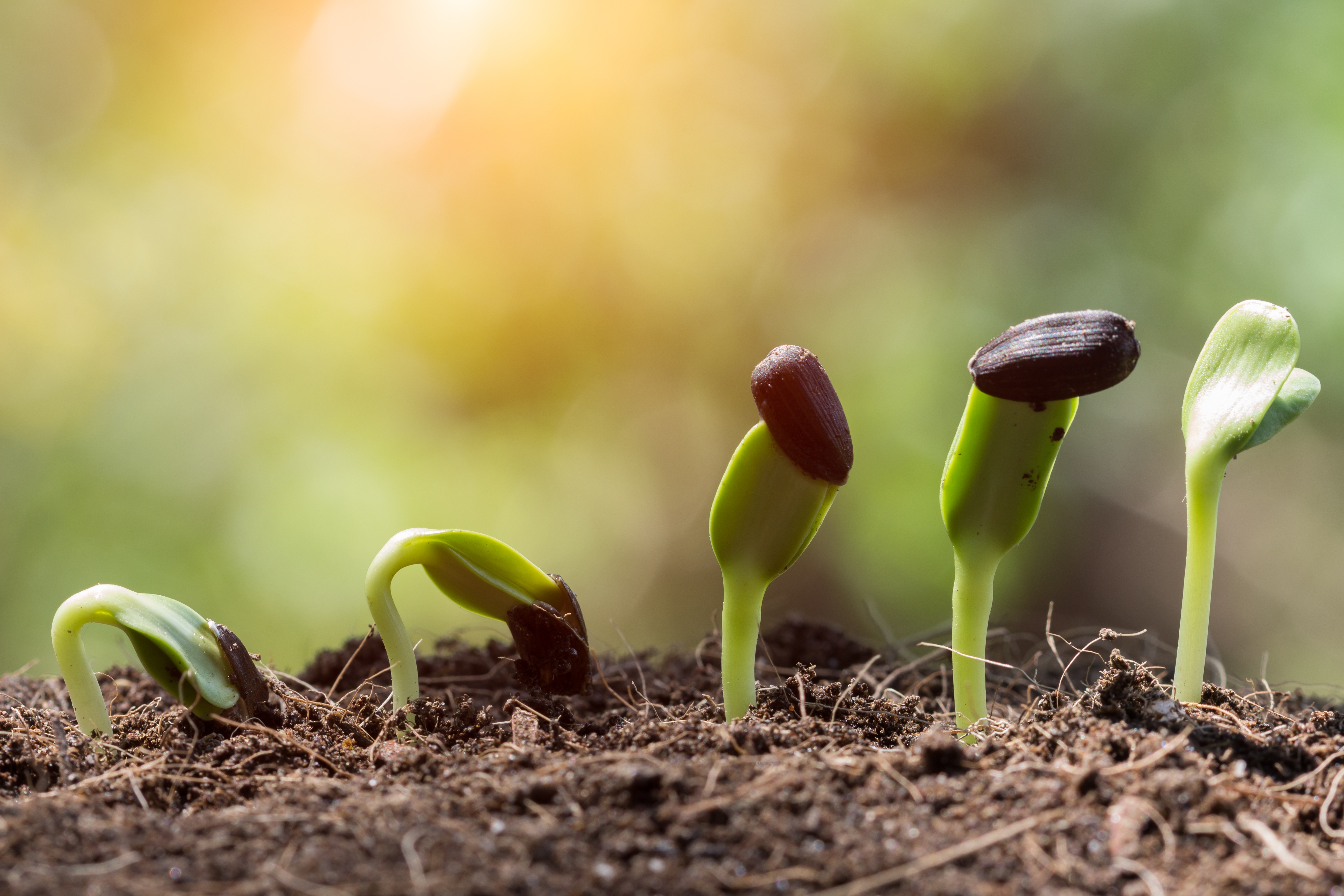 5 Types of Soil Microbes to Nurture Plant and Soil Health