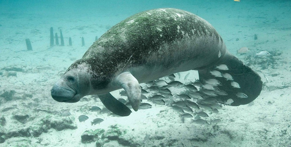 Manatee Appreciation Day in 2023/2024 When, Where, Why, How is