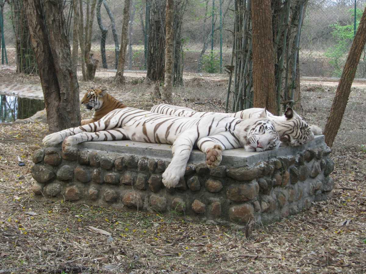 Bannerghatta National Park, Zoo Safari, Timings, Entry Fee Bangalore Zoo