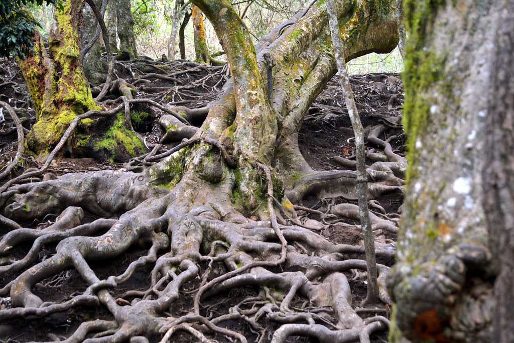 Devil's Kitchen, Kodaikanal Guna Caves Holidify