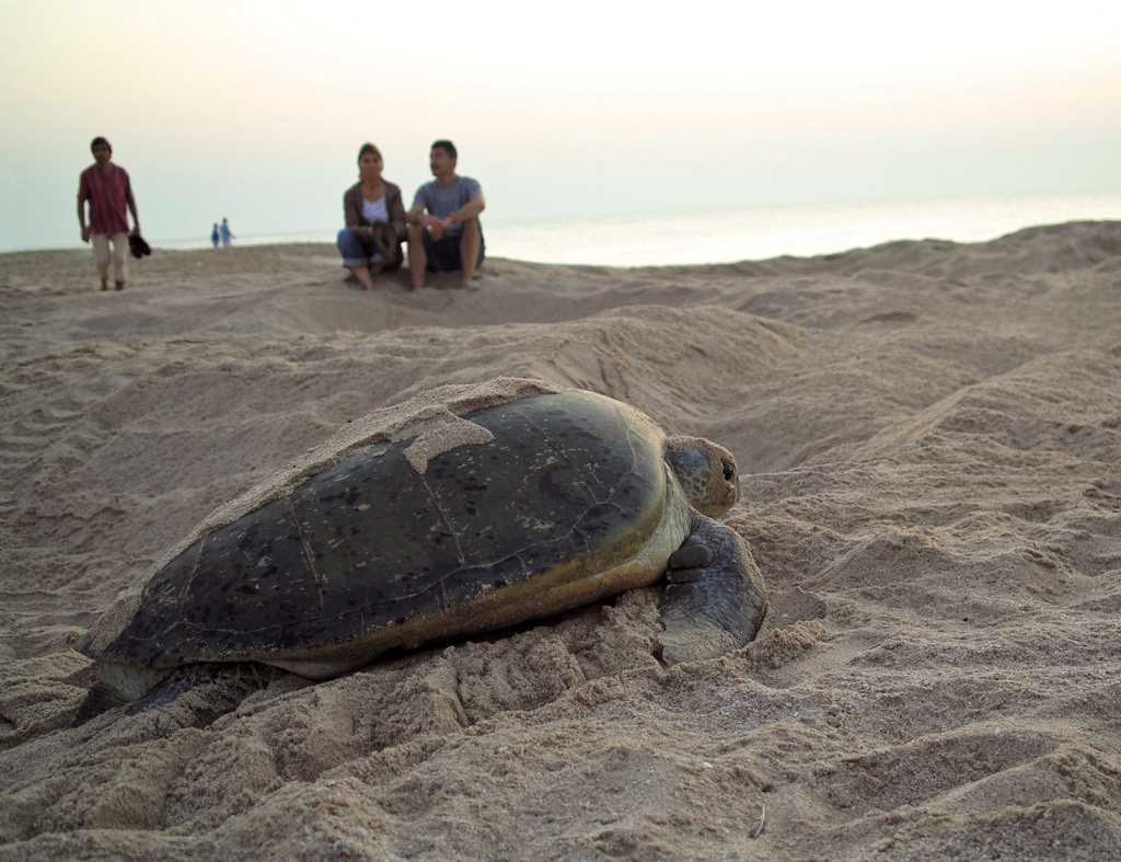 Turtle Watching in Masirah Island Photos and More