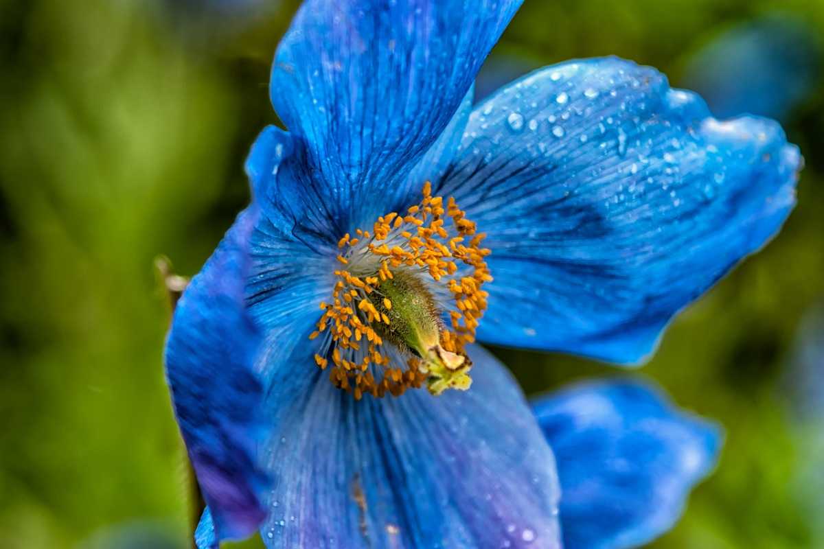 Flora and Fauna of Bhutan Rich Biodiversity of the Himalayan Kingdom