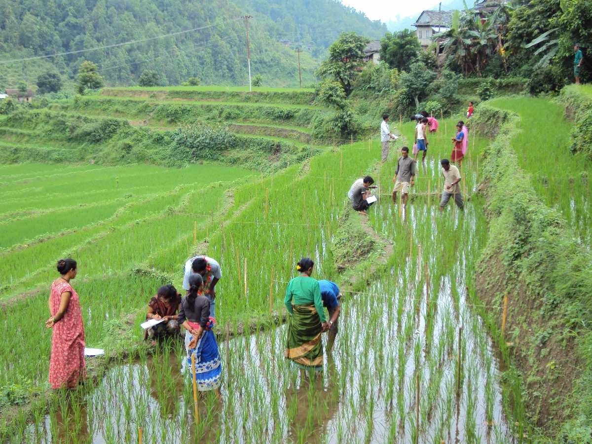 Culture of Nepal Festivals, Dance, Cuisine, Customs