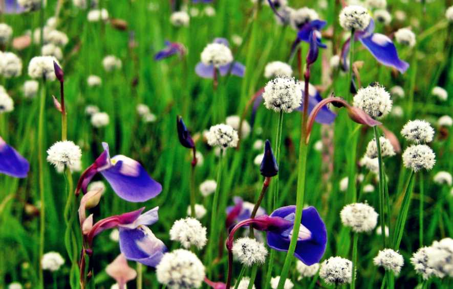 Kaas Plateau Valley of Flowers of Maharashtra