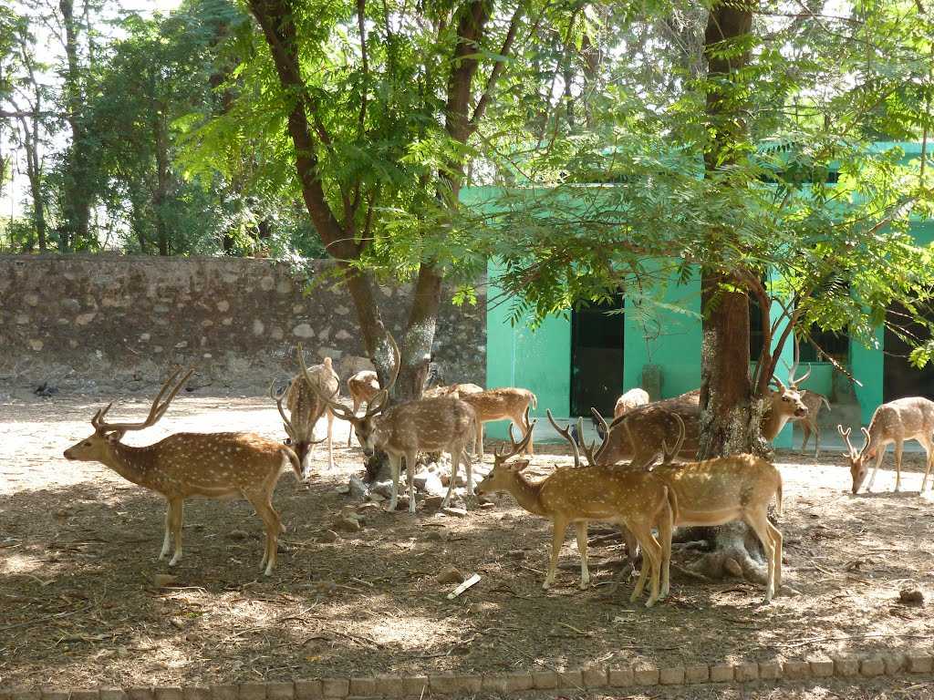 Jamshedpur Zoo Tata Steel Zoological Park, Jamshedpur Photos and Timings