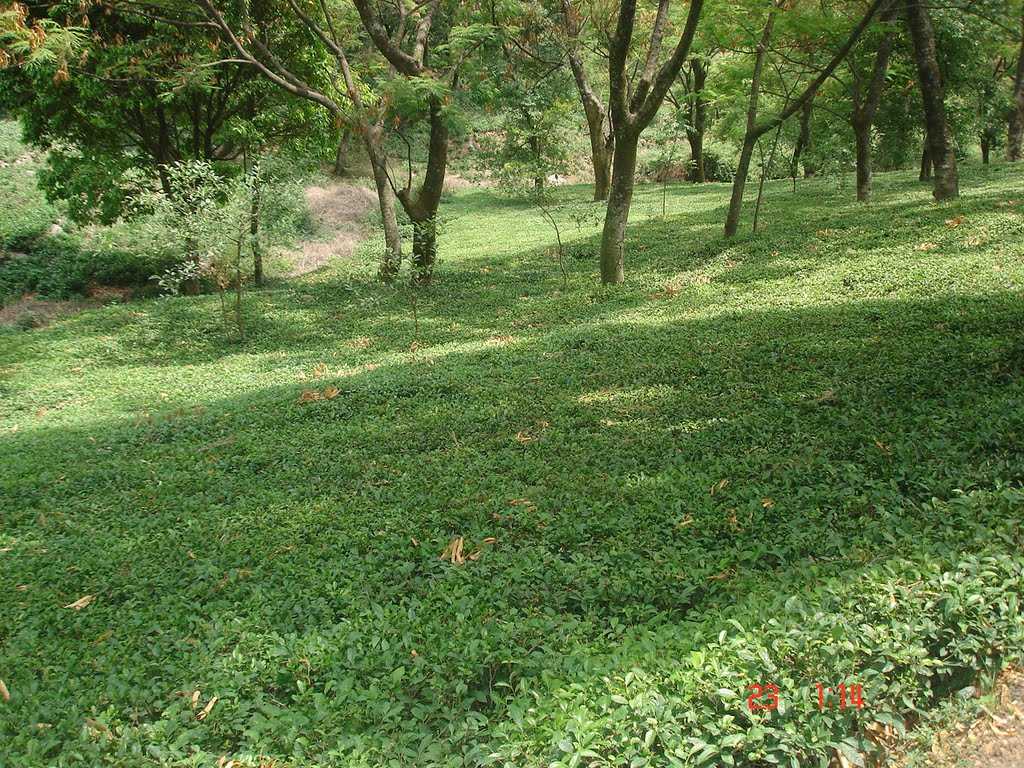 Tea Garden Dharamshala Holidify