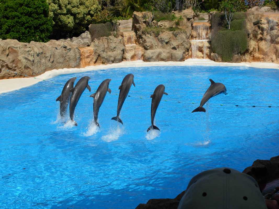 Loro Parque, TENERIFE, Spain Loro Parque photos and more information