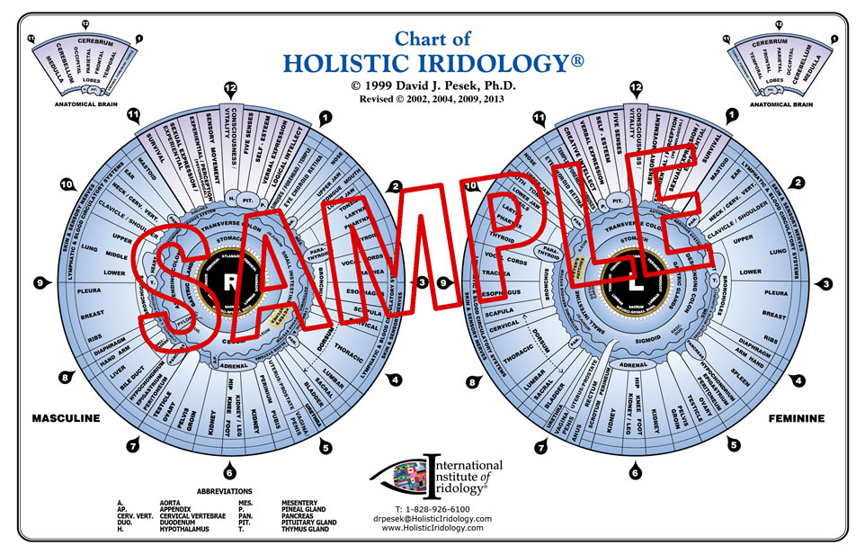 Charts « Dr. Pesek's Holistic Iridology