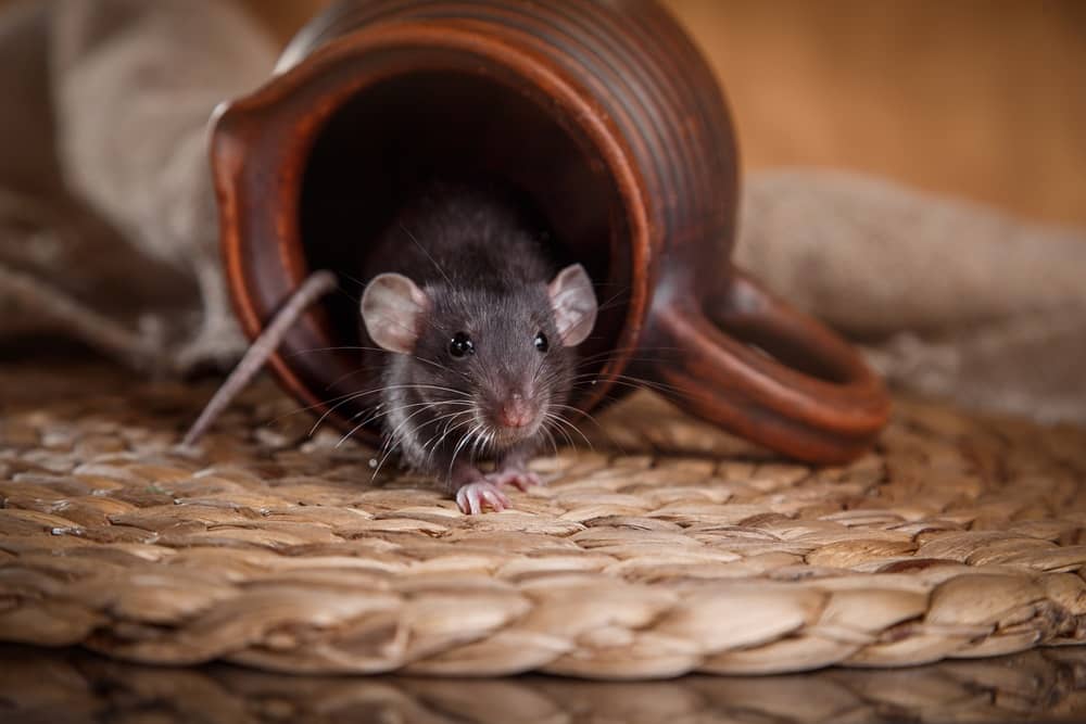 Permanent Solution For Rats With The Advanced Rat Blockers