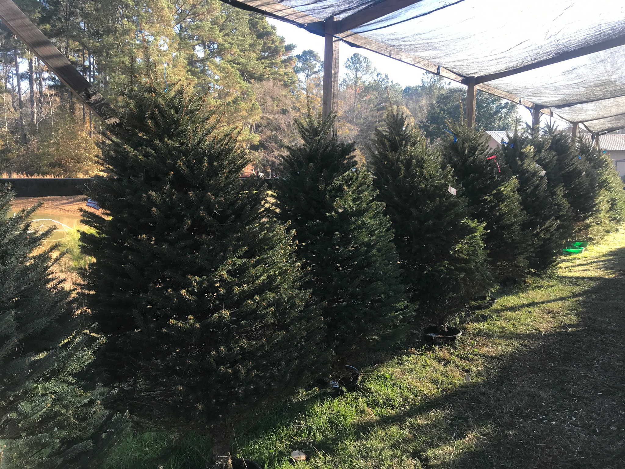 Blue Spruce Hollow Creek Tree Farm