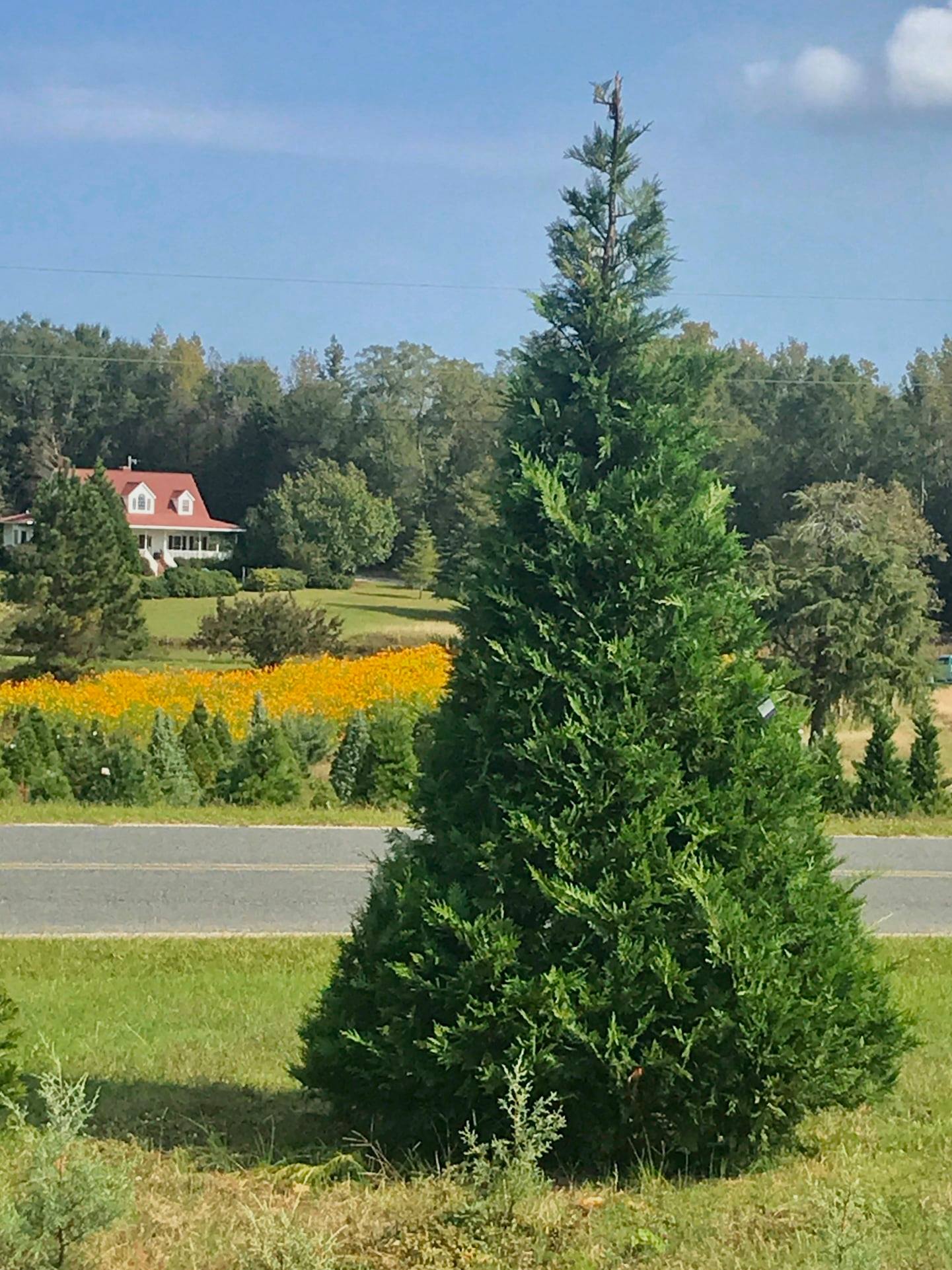 Murray Cypress Hollow Creek Tree Farm