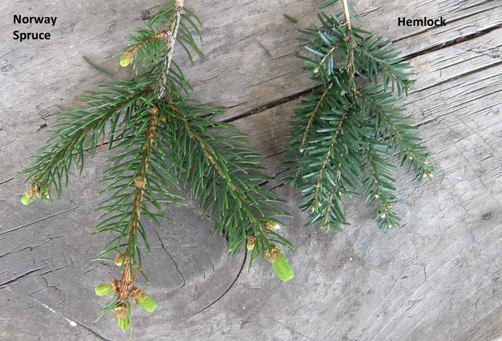 Spruce Vs Fir Vs Hemlock at Carlos Perkins blog