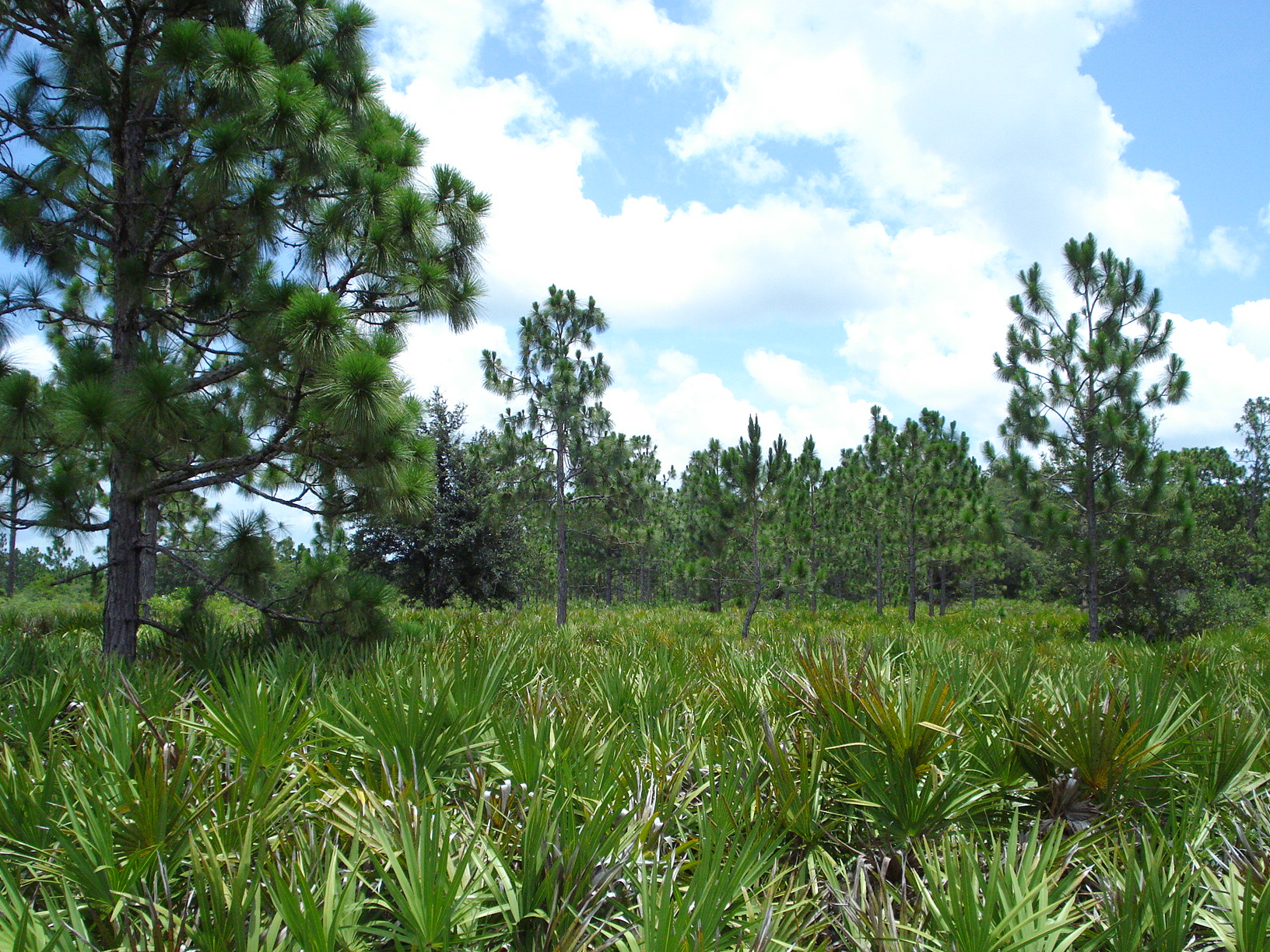 Suburban Estates Holopaw Recreational Lots For Sale