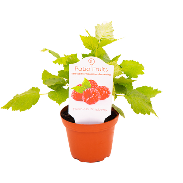 Patio Fruit Holt Nurseries