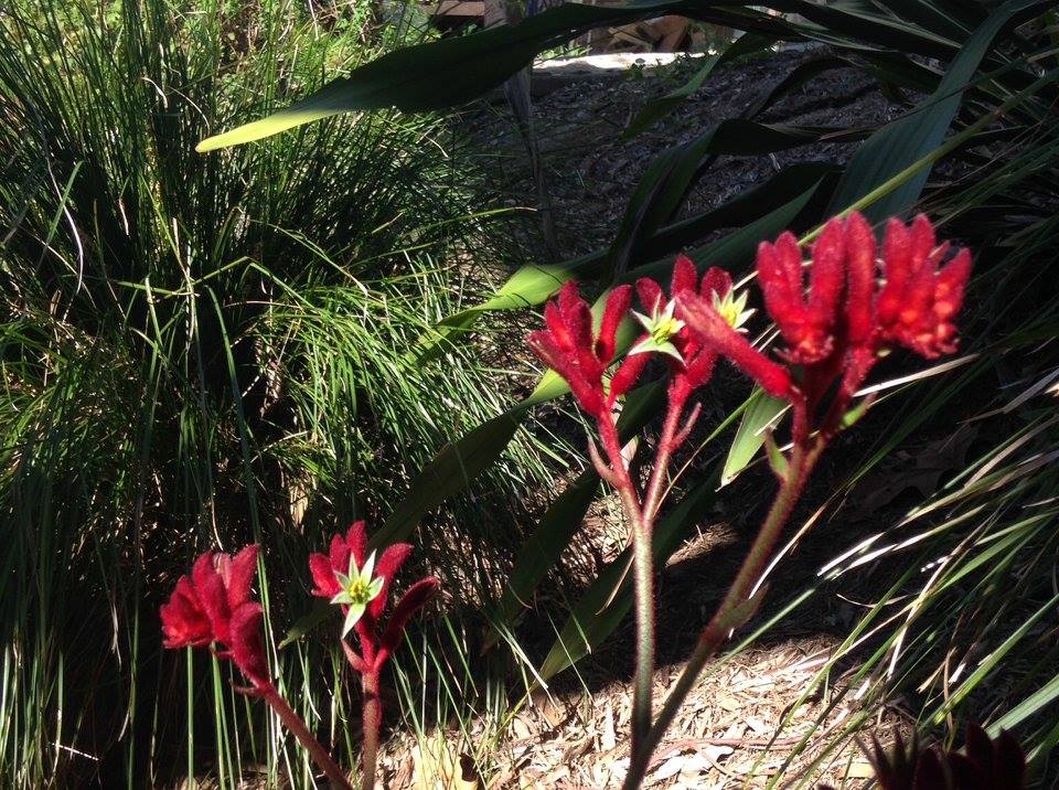 From Seed to Bloom, Trust Our Garden Guide for May