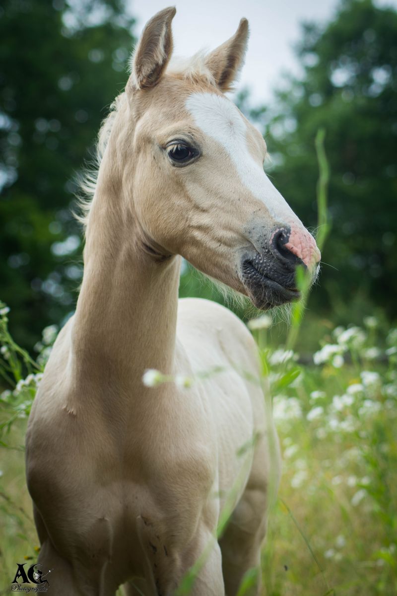 DOUBLE R DEL ROOSTER POULAIN QUARTER HORSE 2016 HR Ranch