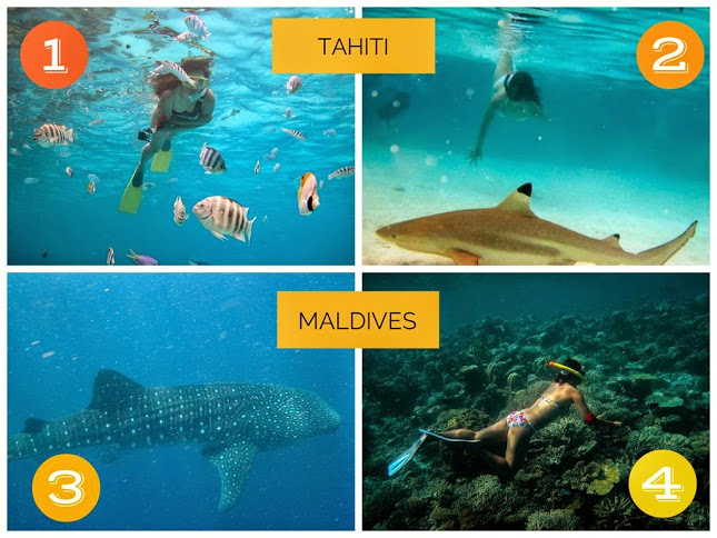 Tahiti vs Maldives Which Paradise Destination Should You Go To?