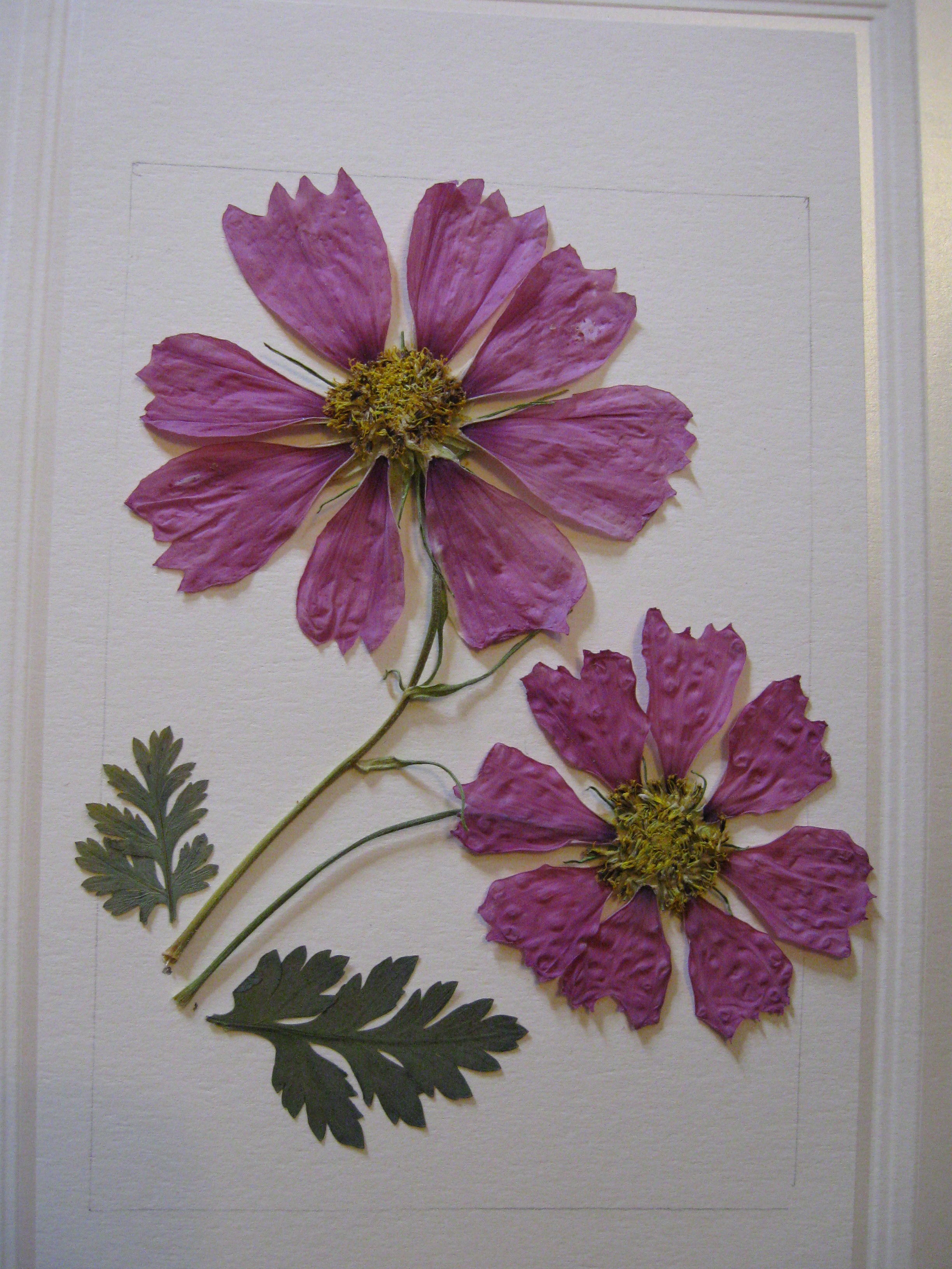 Pressed Flower Designs 7