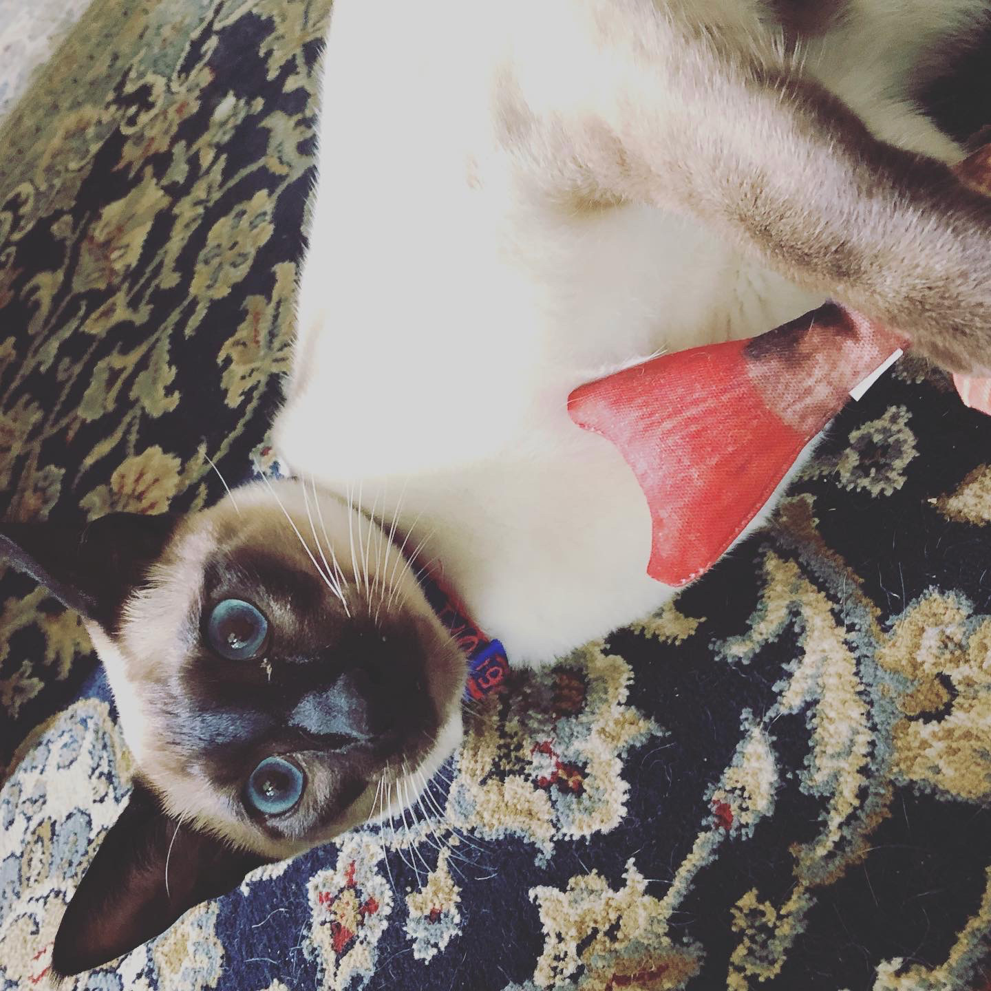 Siamese Home Alone Cats