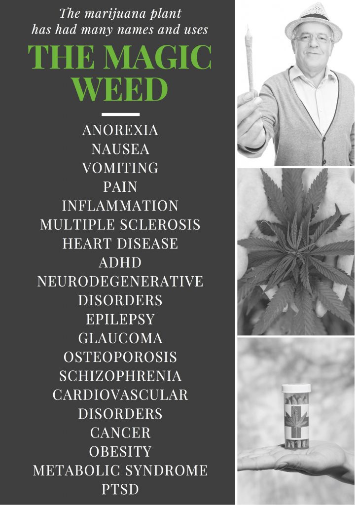 Cannabidiol Oil and Medical Marijuana Will They Help You or Hurt You?