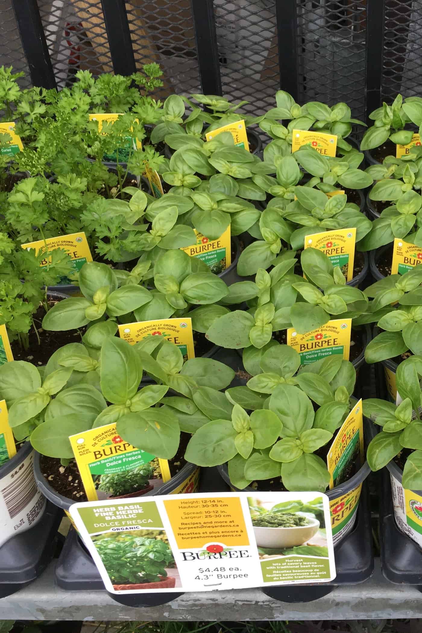Is basil a perennial plant? 🌿🤔 Discover the life cycle of this aromatic