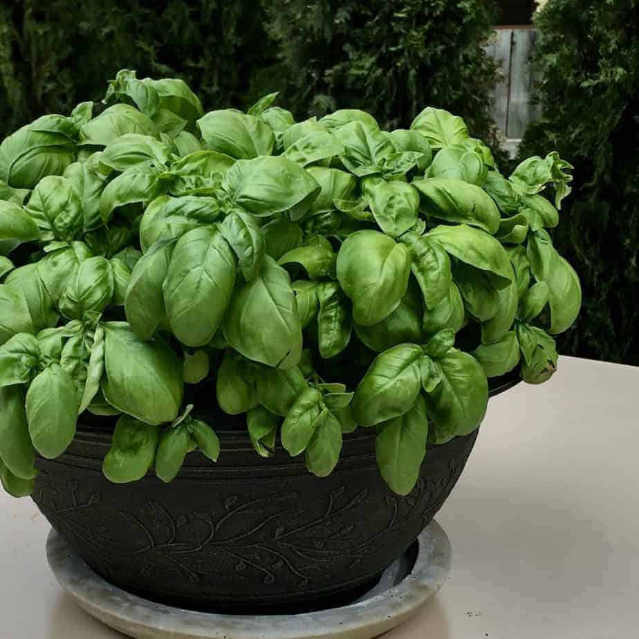 Is Basil Perennial? Discover the Truth About Basil’s Lifespan PlantHD