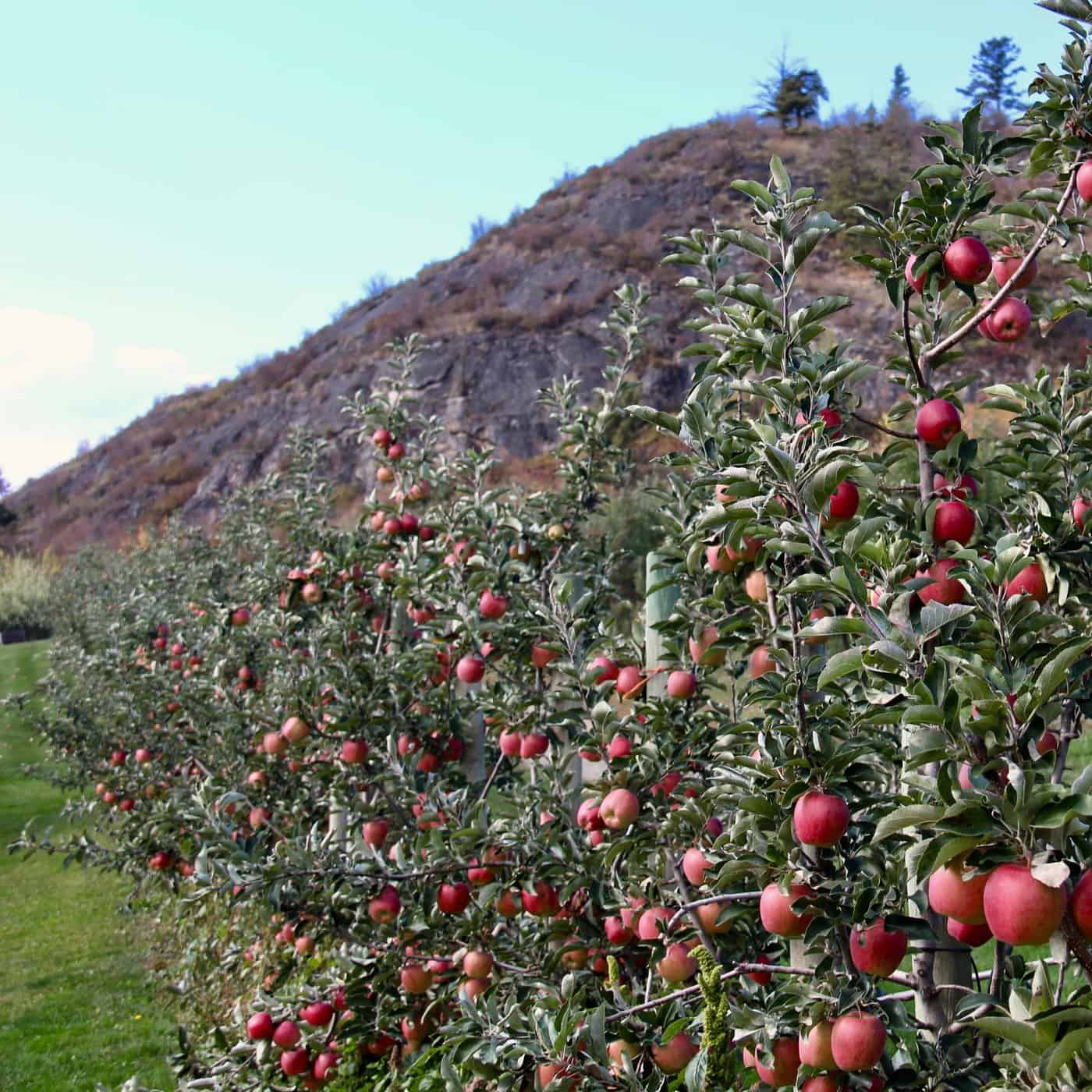 When to fertilize fruit trees for a bountiful harvest 🌳 📆 Timing is key