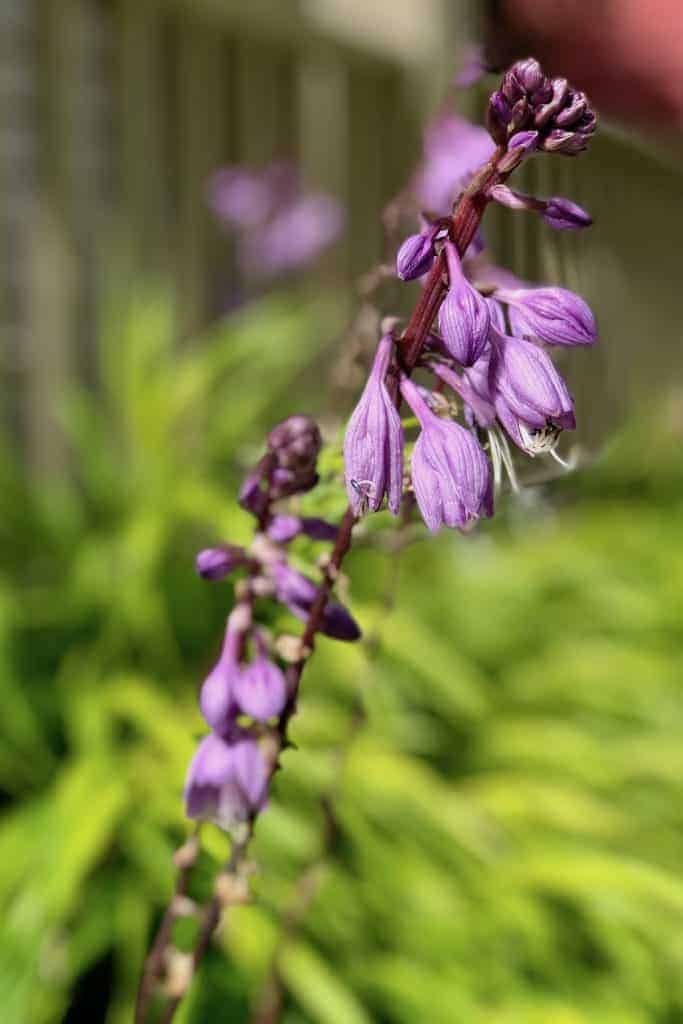 When to cut back hostas for a healthier garden 🌿 ️ Mastering the timing