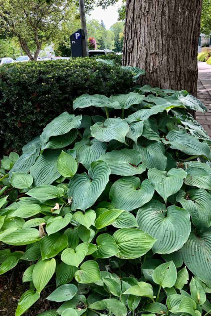 When to cut back hostas for a healthier garden 🌿 ️ Mastering the timing