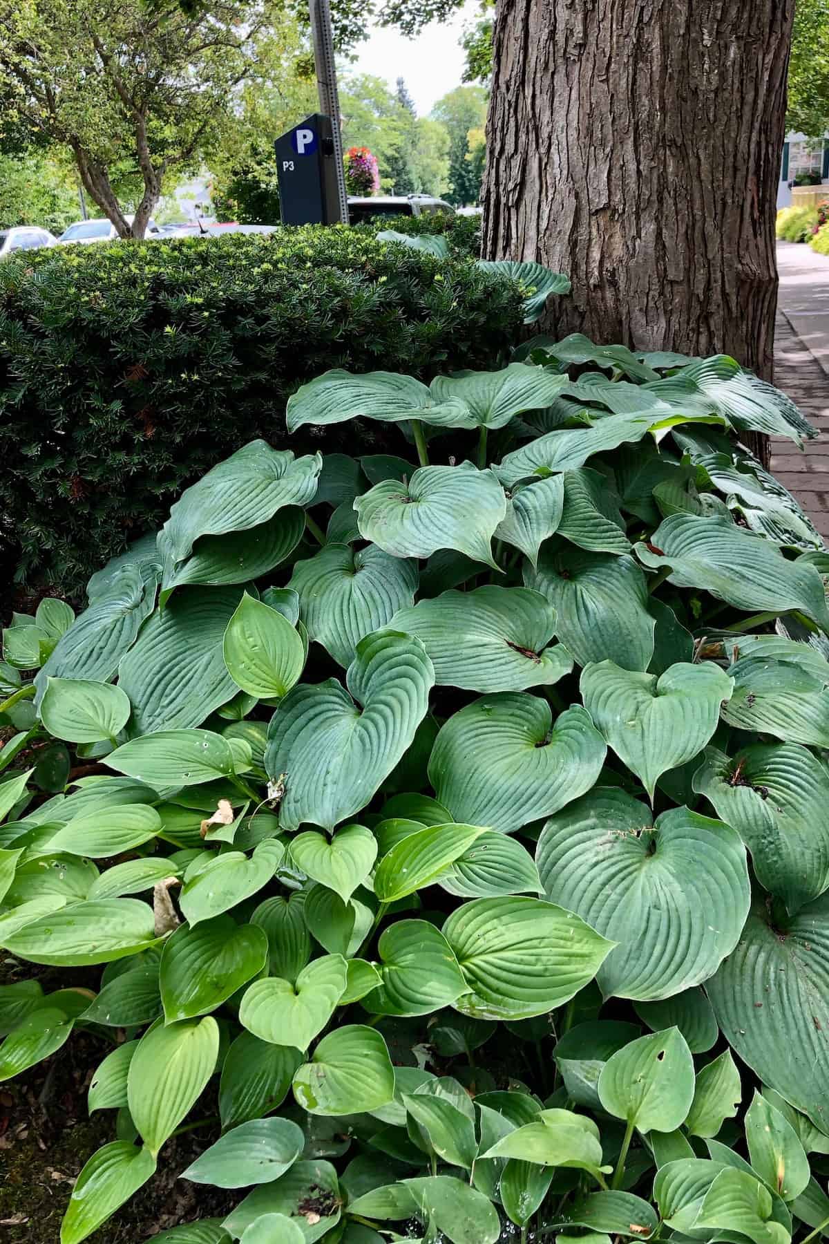 When to cut back hostas for a healthier garden 🌿 ️ Mastering the timing