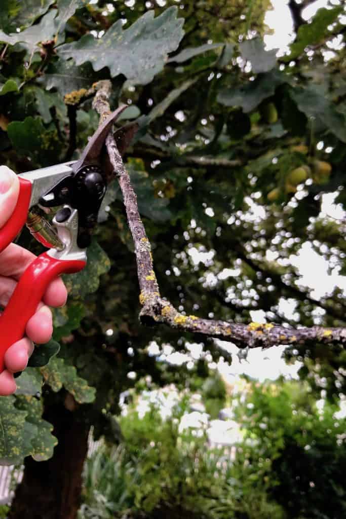 When to trim oak trees for healthy, strong growth 🌳 ️ Uncover the