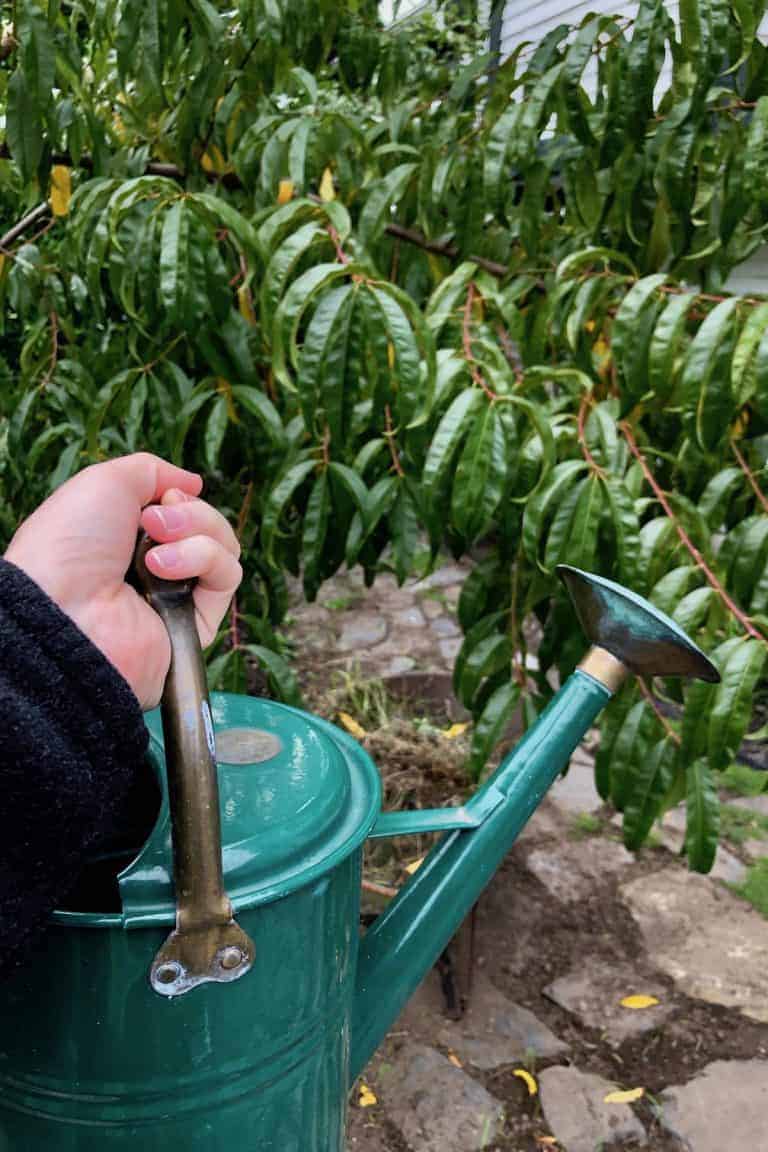 When to fertilize fruit trees for a bountiful harvest 🌳 📆 Timing is key to nourishing your orchard