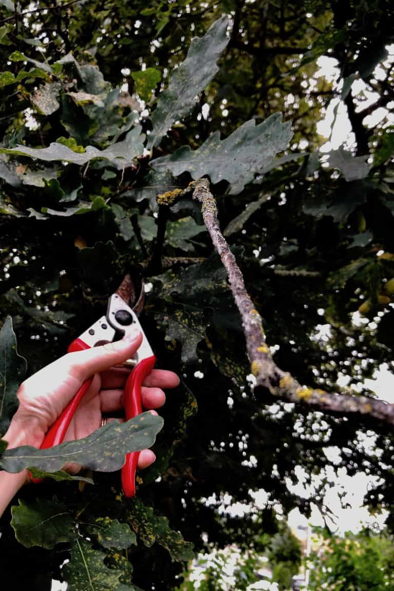 When to trim oak trees for healthy, strong growth 🌳 ️ Uncover the