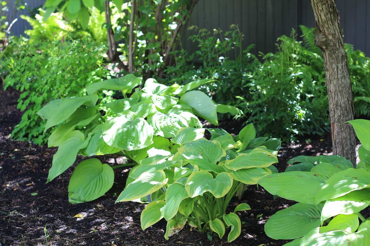 When to cut back hostas for a healthier garden 🌿 ️ Mastering the timing