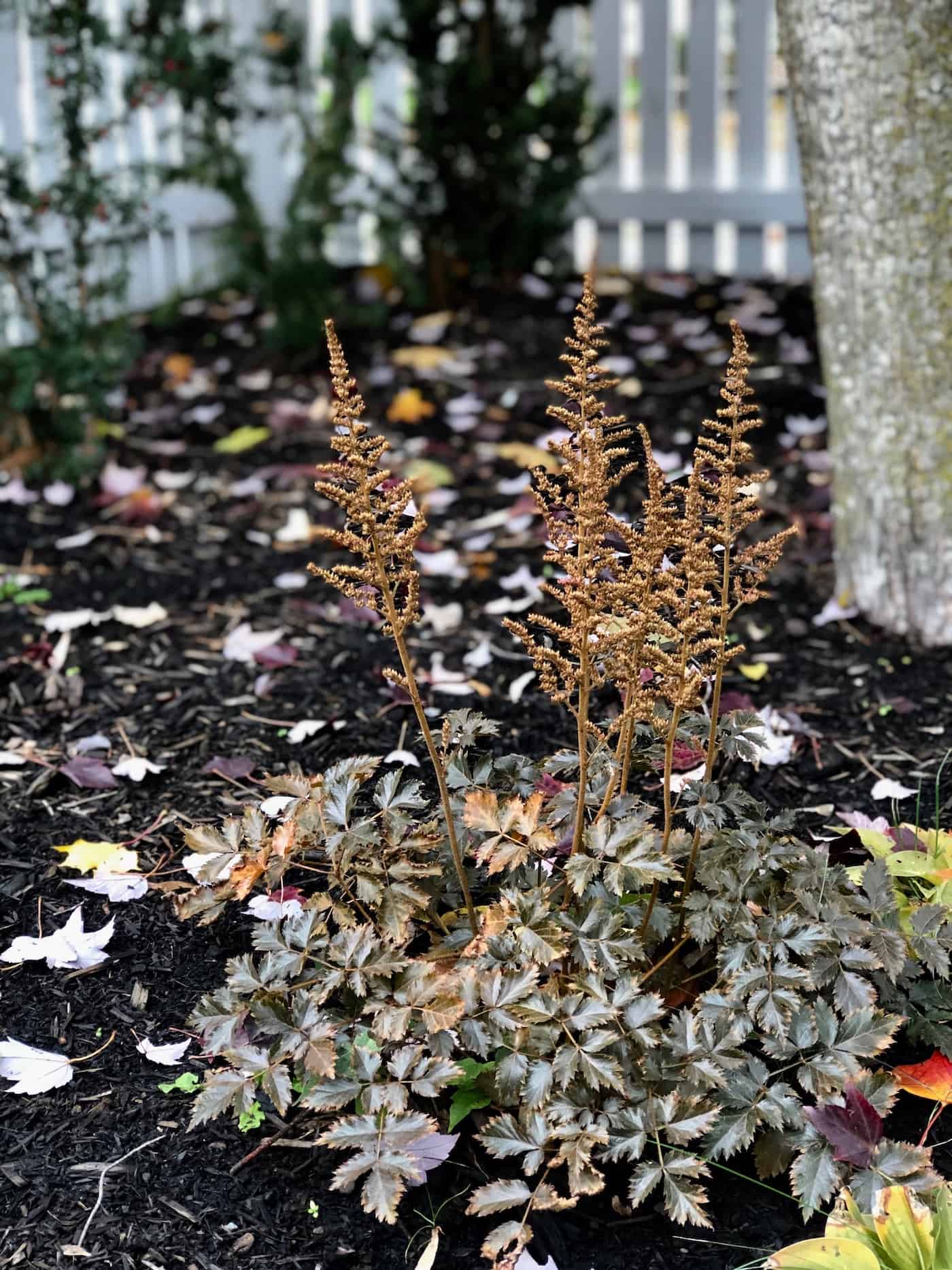 How to winterize perennials for a thriving spring 🌿 ️ Learn the