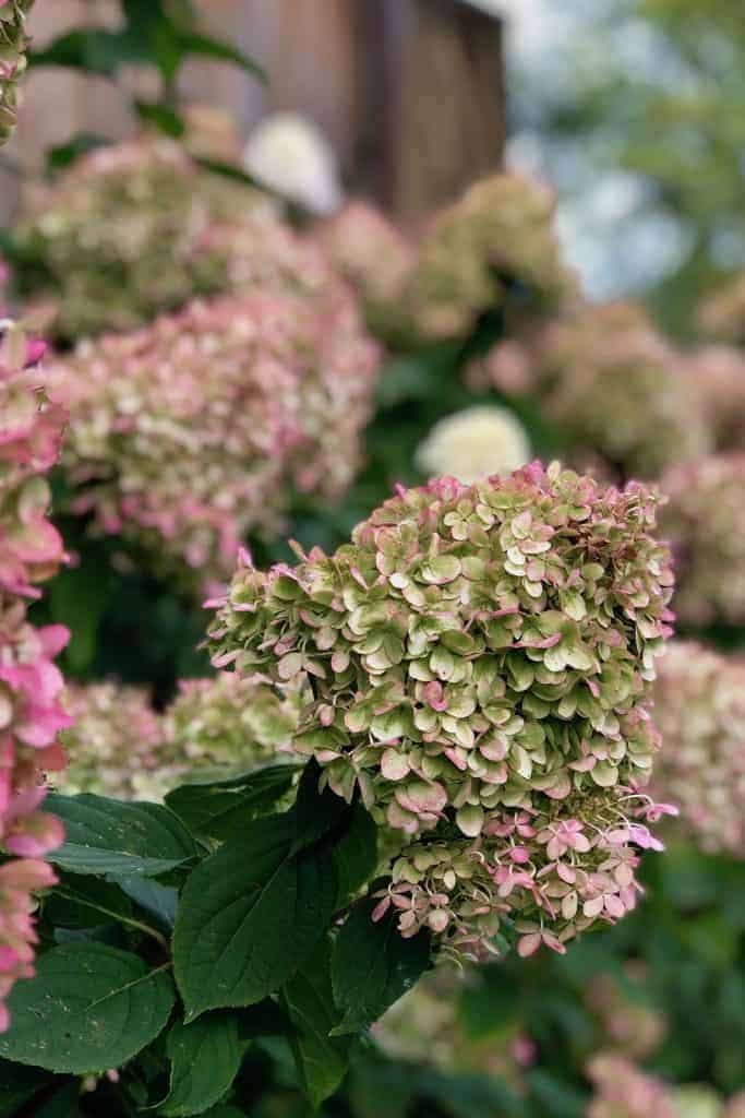 Little lime hydrangea care for lush green blooms 🌿 🌸 Cultivate beauty