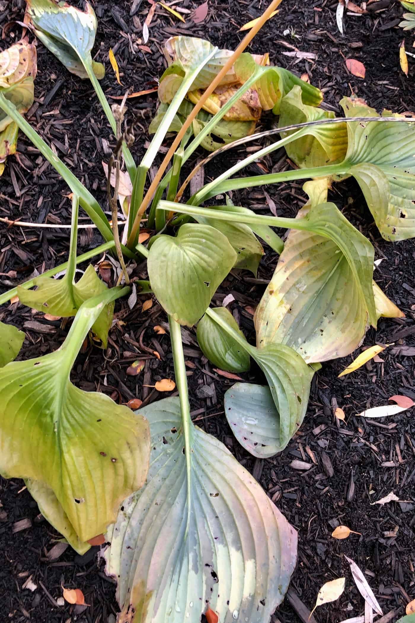 When to cut back hostas for a healthier garden 🌿 ️ Mastering the timing