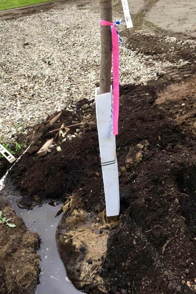 How much does it cost to plant a tree? 🌳💰 Breaking down the expenses