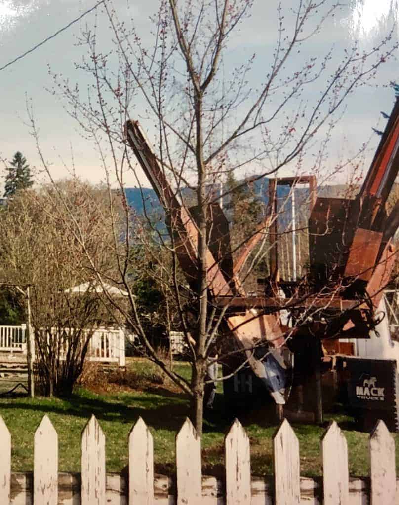 How much does a full grown tree cost? 🌳💰 Unraveling the investment