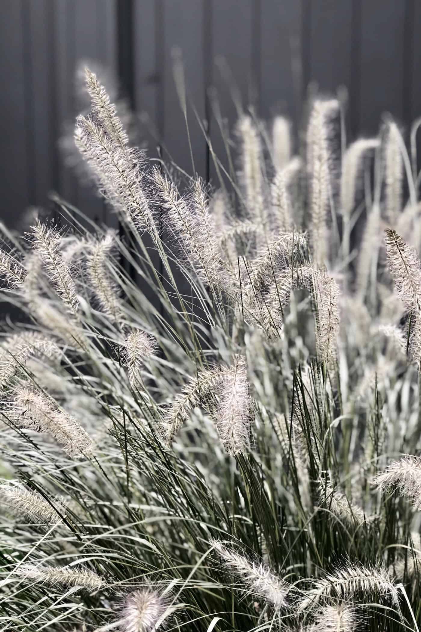 How to winterize perennials for a thriving spring 🌿 ️ Learn the