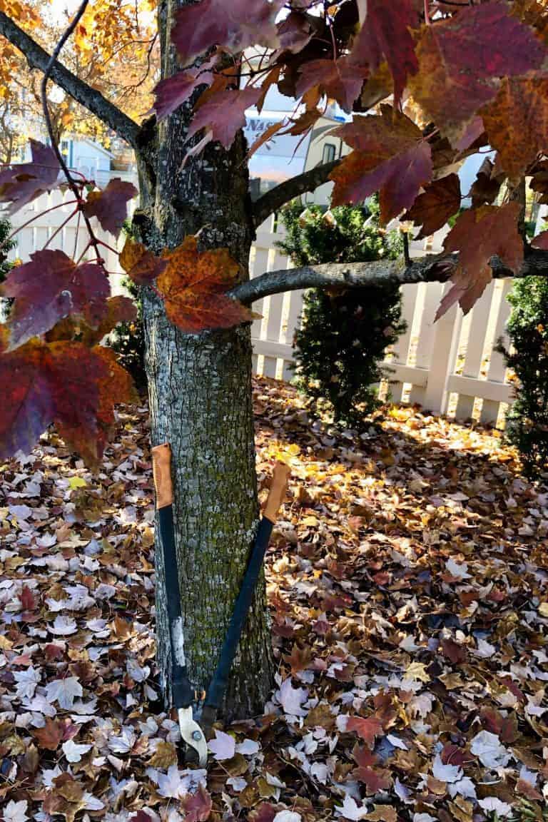 When to prune maple trees 🍁 ️ Unlock the secrets to healthier, more