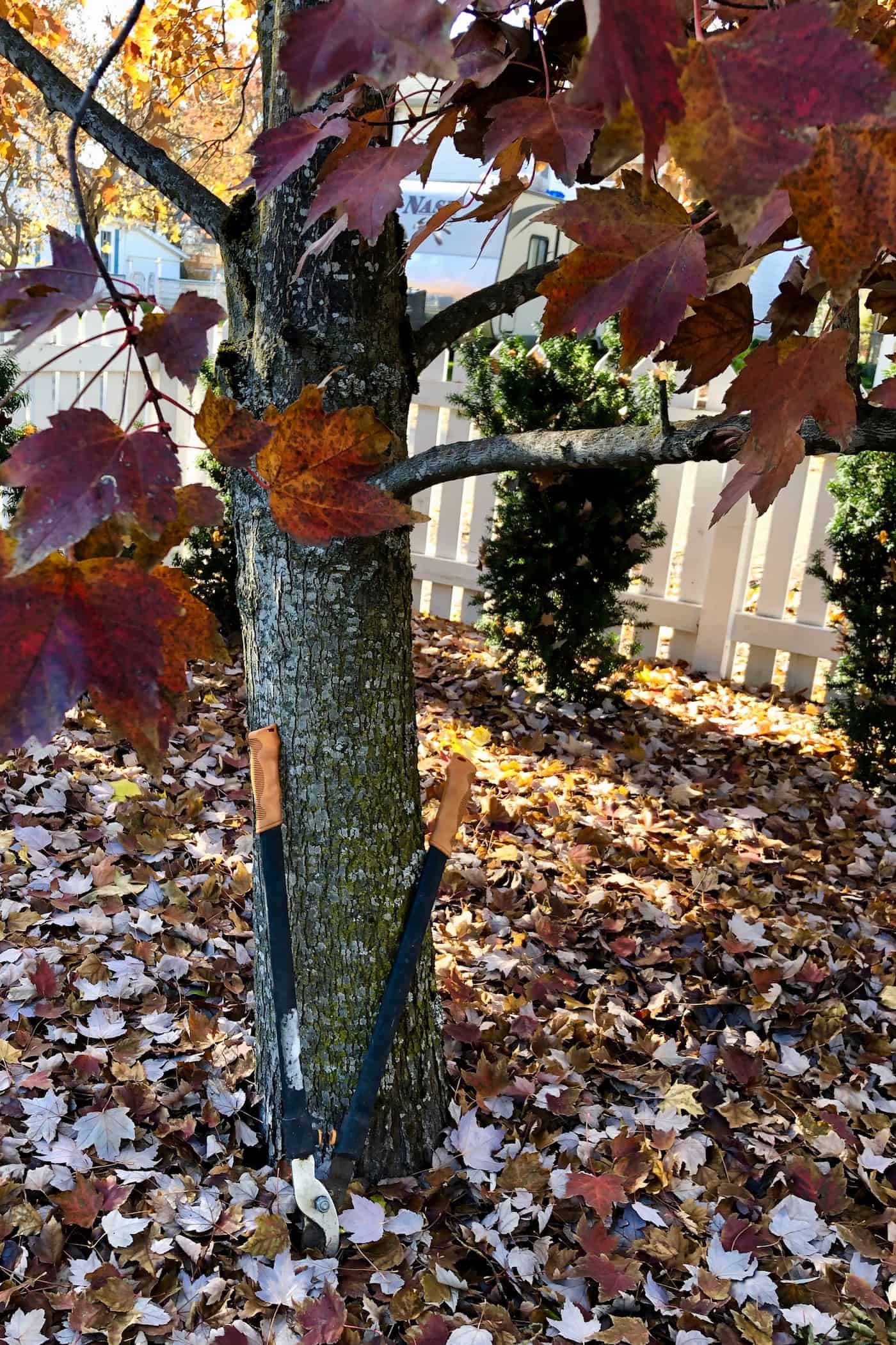 When to prune maple trees 🍁 ️ Unlock the secrets to healthier, more