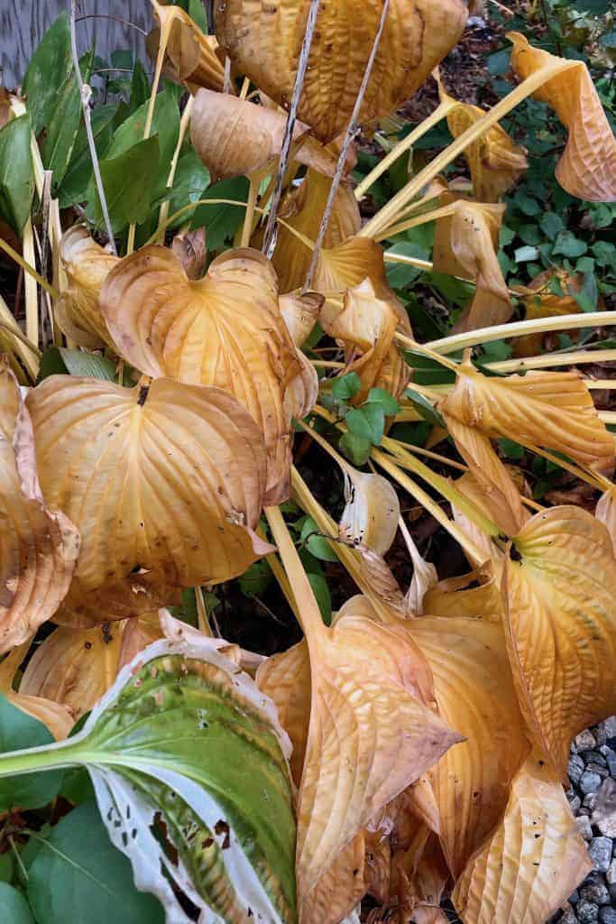 When to cut back hostas for a healthier garden 🌿 ️ Mastering the timing